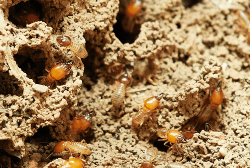 Termite Colony