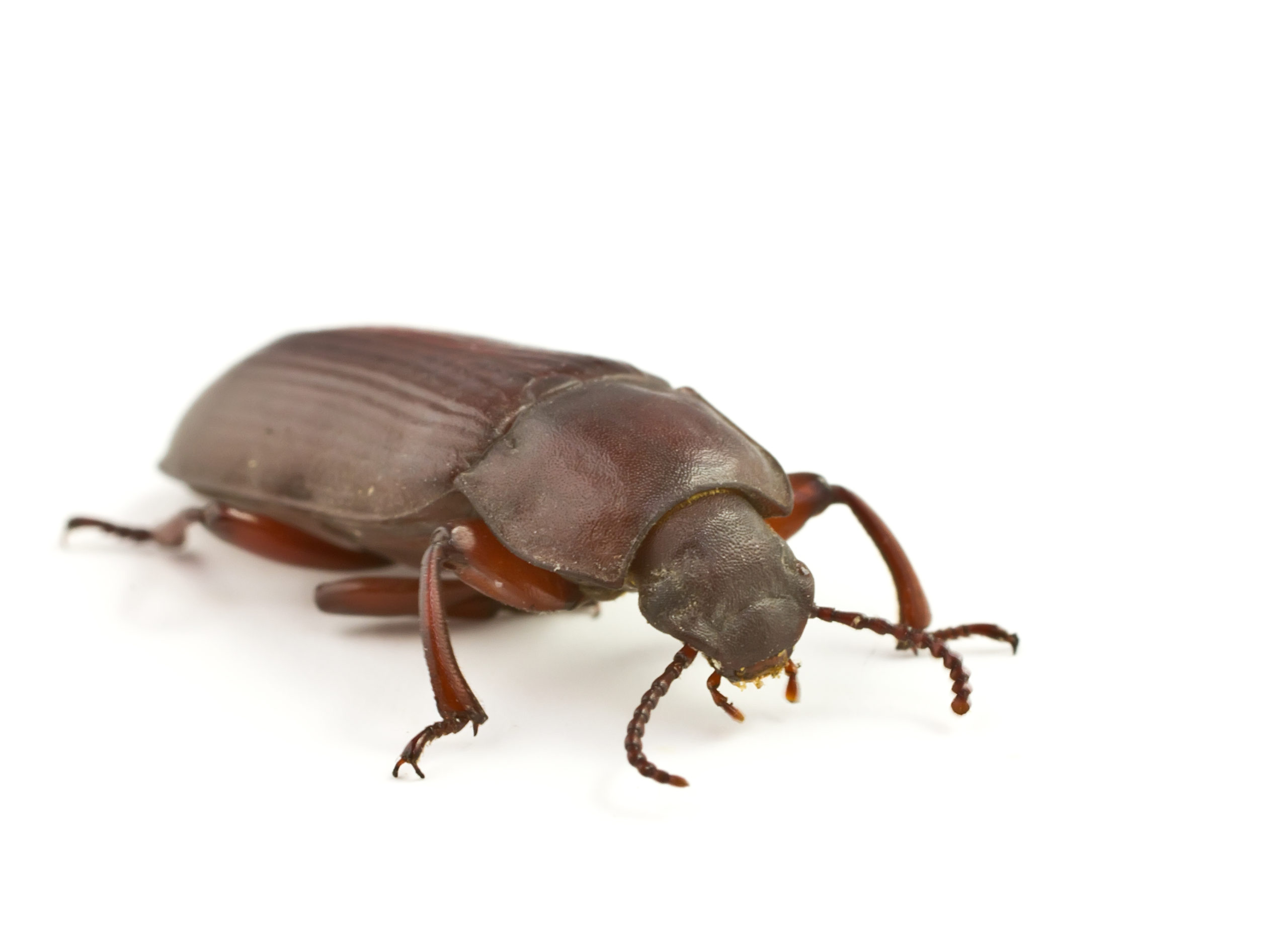 Beetle Close Up Close up of a beetle