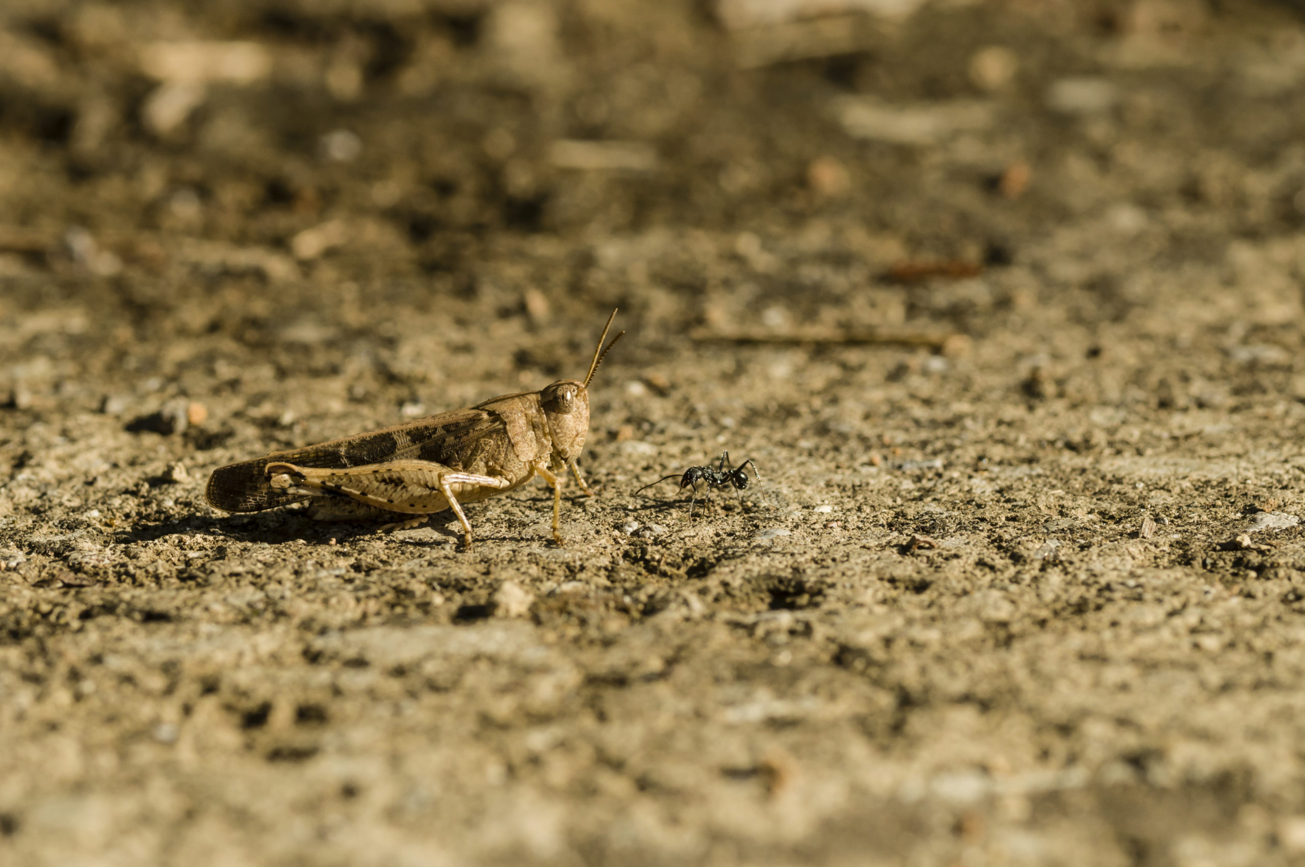 Brown cricket camouflage Cricket stalking an ant