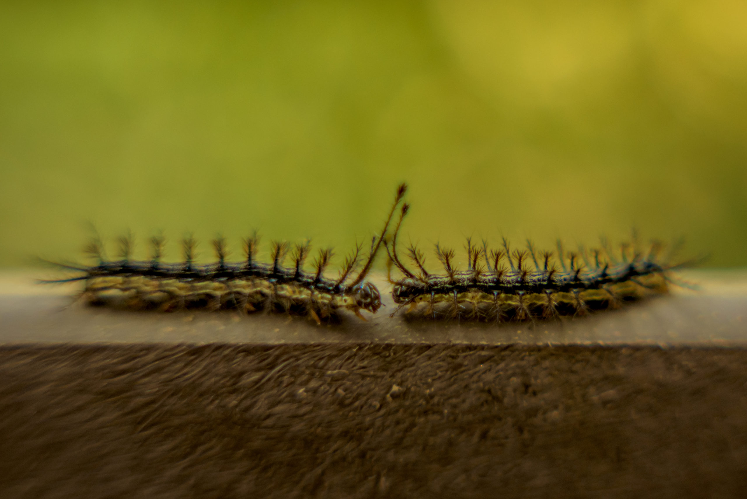 centipede two centipede's