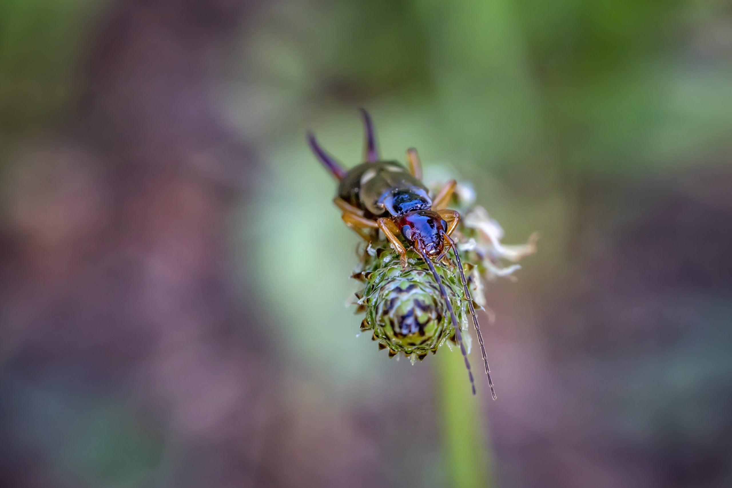 A brown earwig Florida earwig on a plant