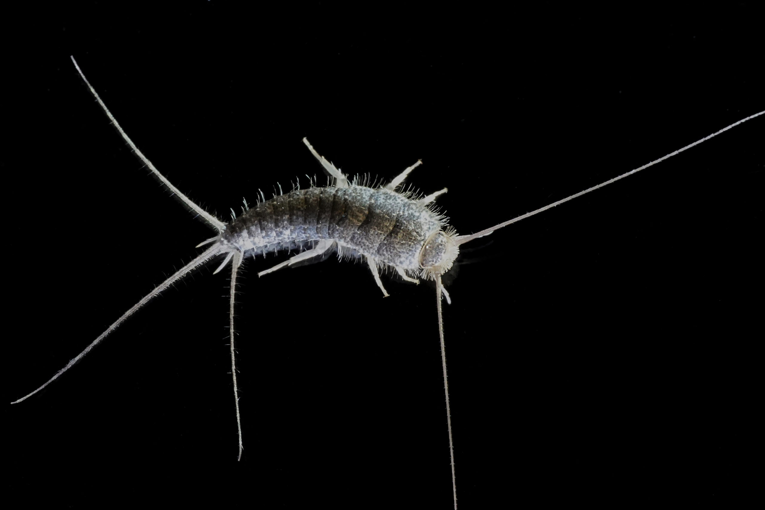 Silverfish Close up of a silverfish