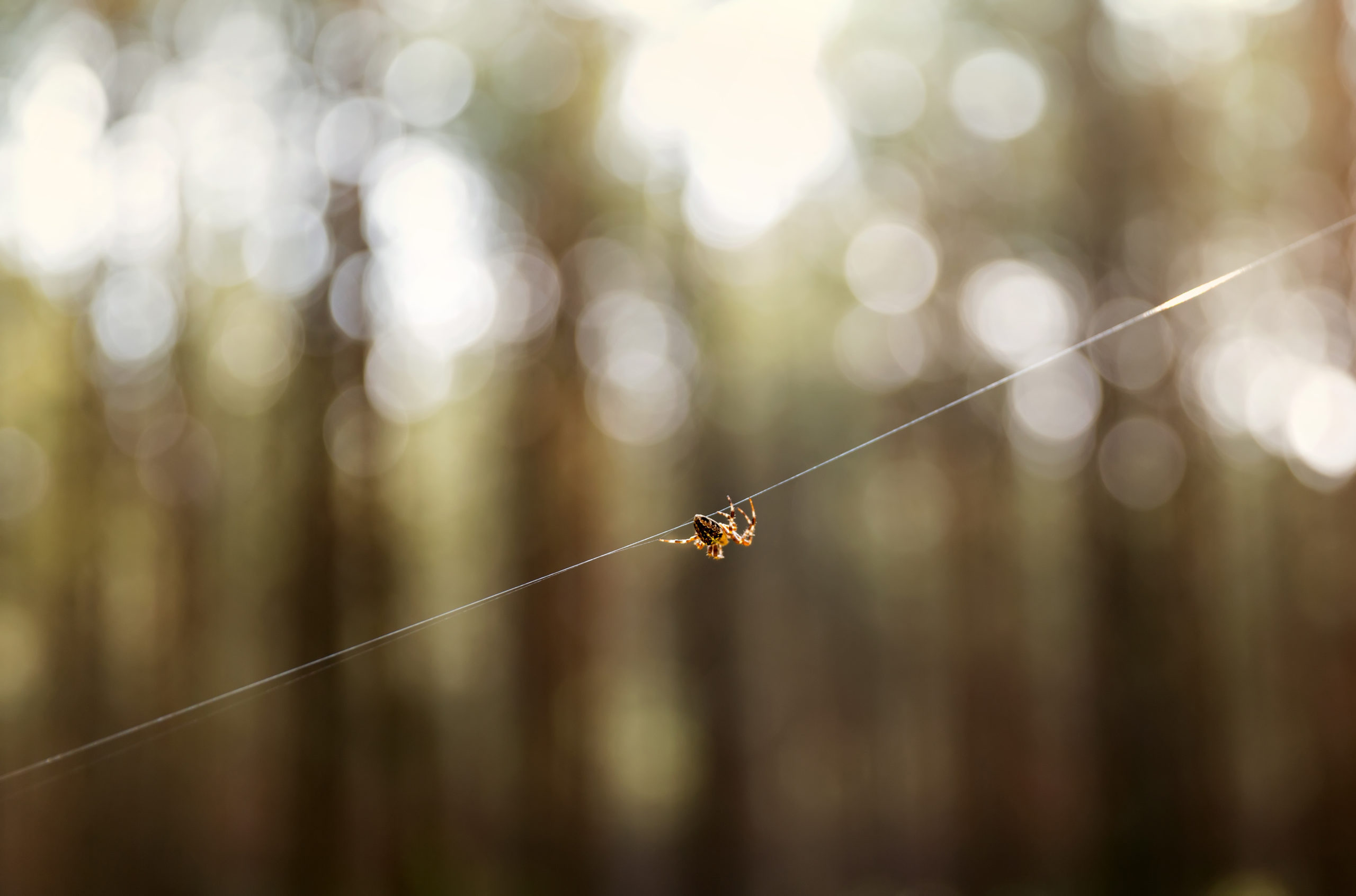 spider making web Spider making it's web