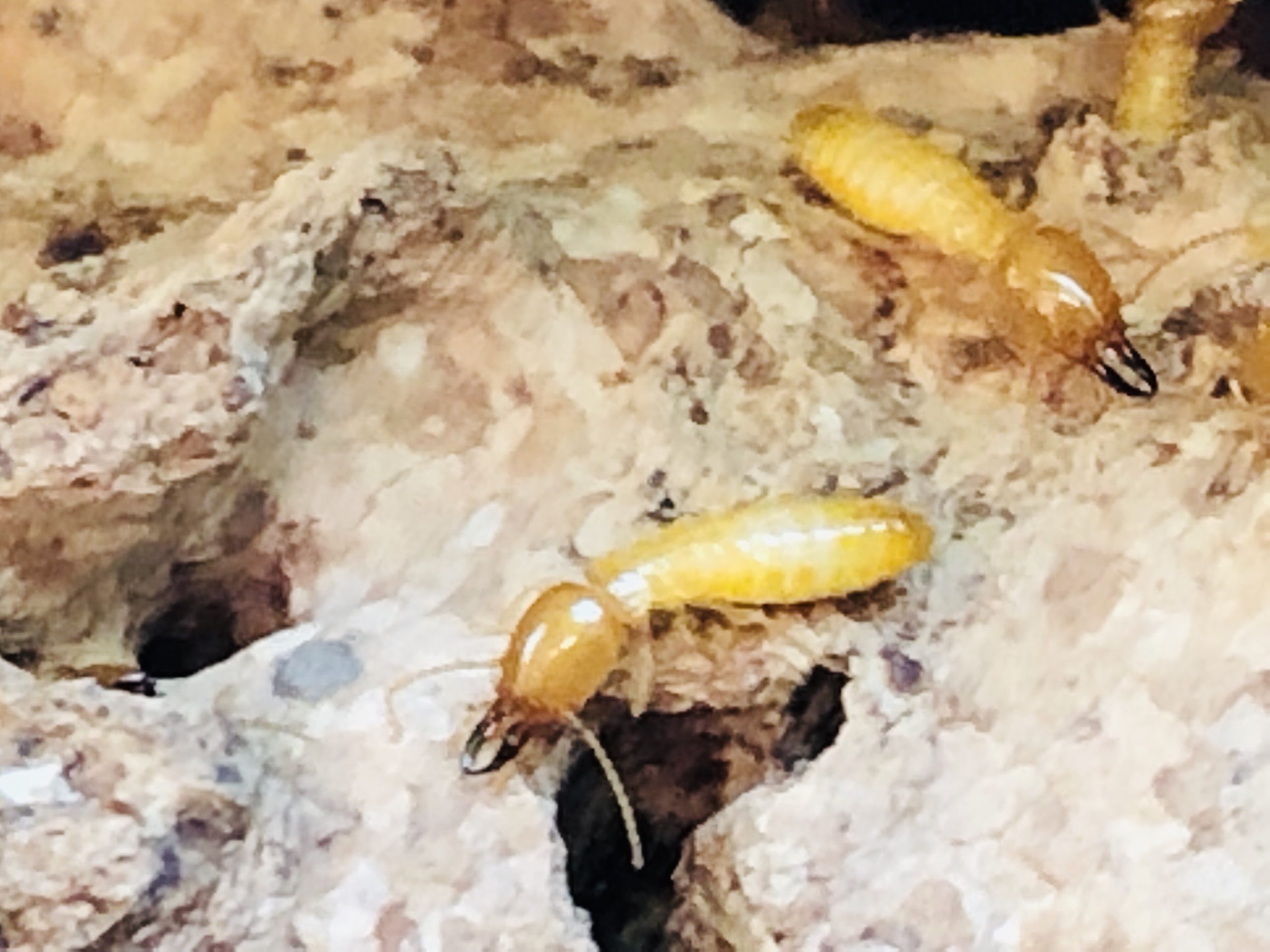 subterranean-termite Subterranean termite in Florida