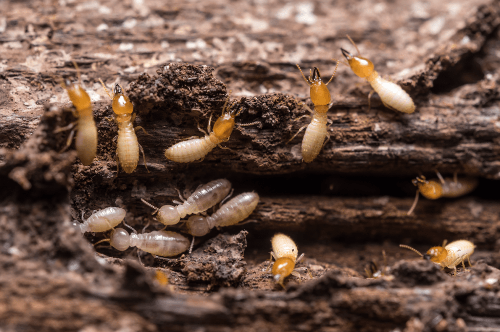 How to Keep Termites Away From Your Wooden Furniture Prodigy Pest