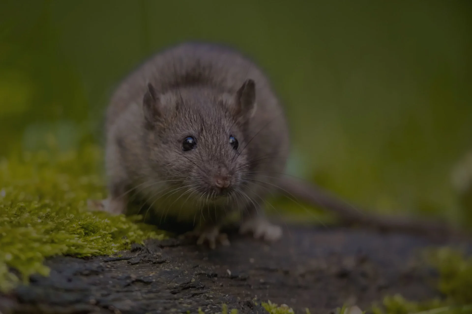 RODENT CONTROL FLORIDA