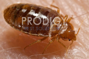 Bed bug close up picture