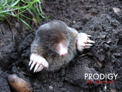 Mole in Florida Yard
