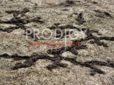 Mole tunnels in yard Florida