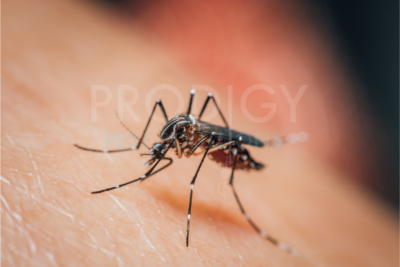 mosquito on palm