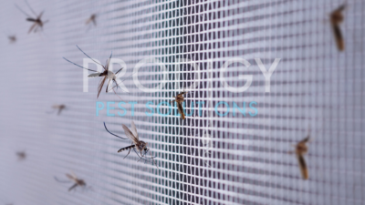 Mosquitoes on a screen