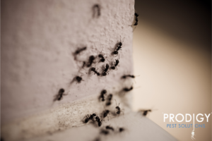 ants in the corner of a home