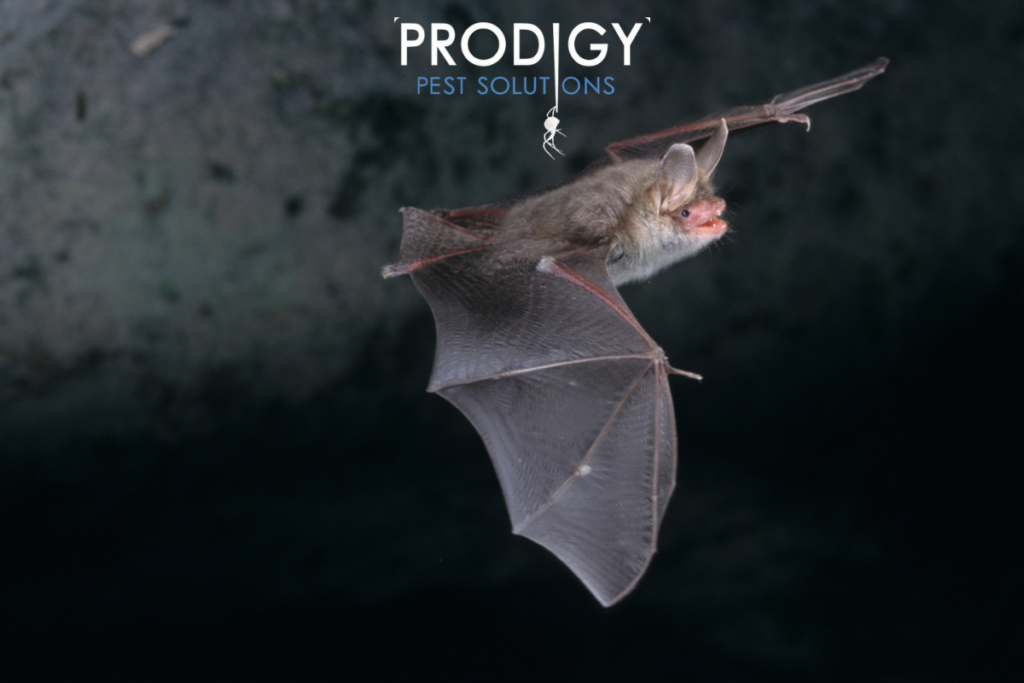 Bat flying