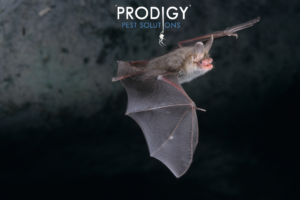 Bat flying
