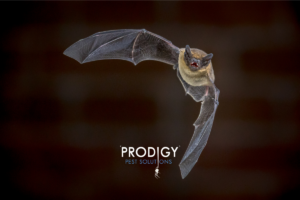 Bat flying at camera