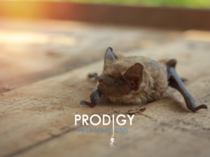 bat on the ground