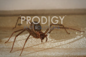 brown recluse spider