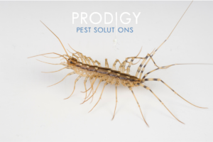 house centipede