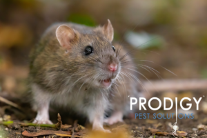rodent in the wild