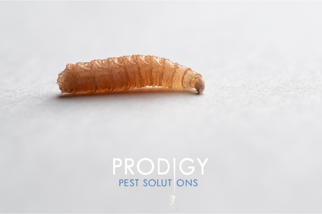 maggot pest control