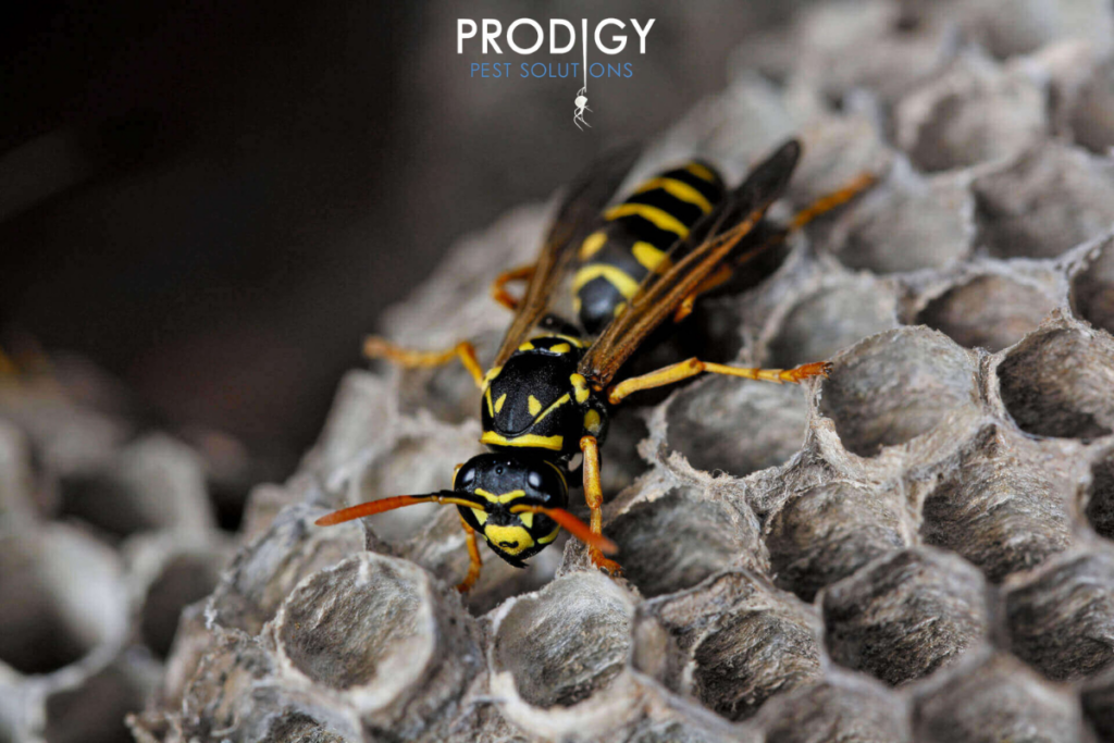 paper wasp on nest pest control