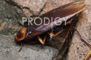 water bug and palmetto bug in florida