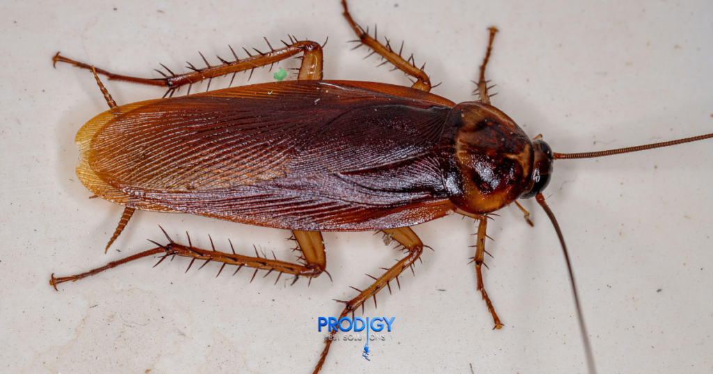 american cockroach pest control florida