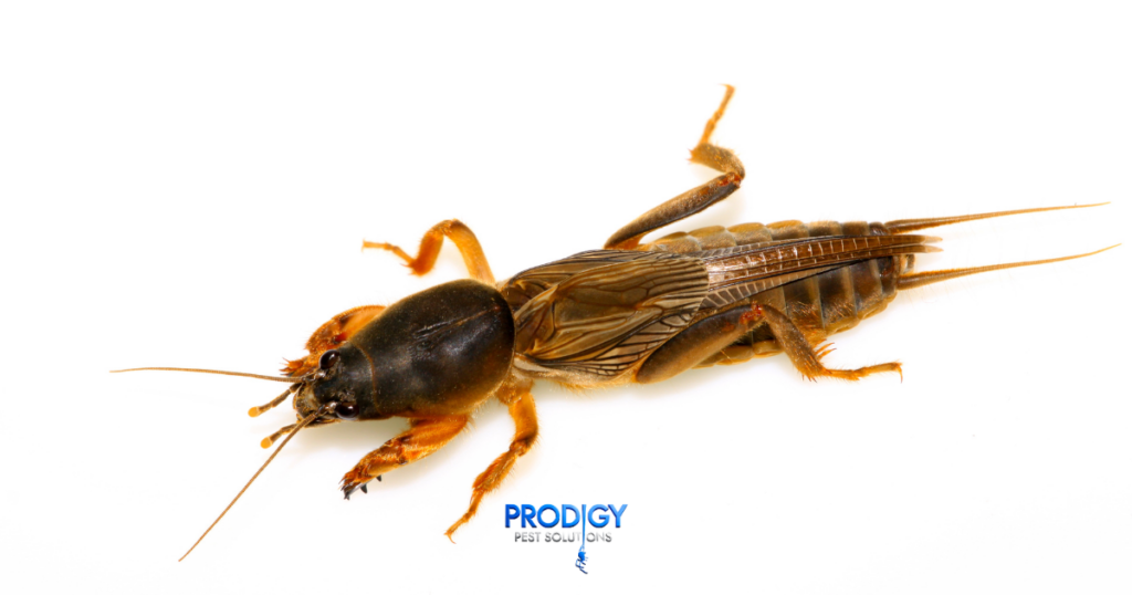 mole cricket control in florida