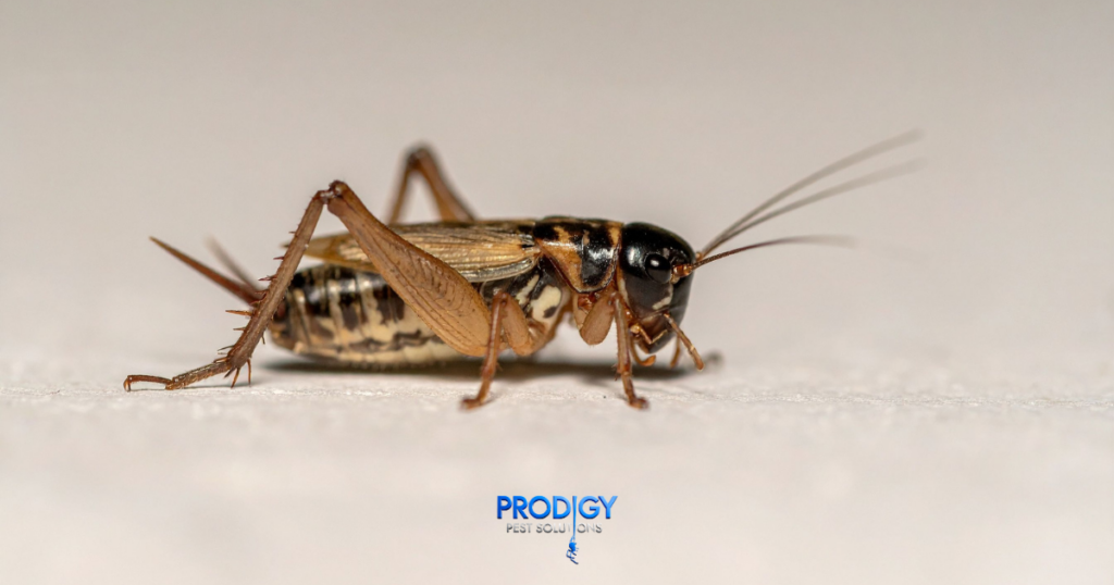 cricketsin florida pest control