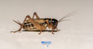 cricketsin florida pest control