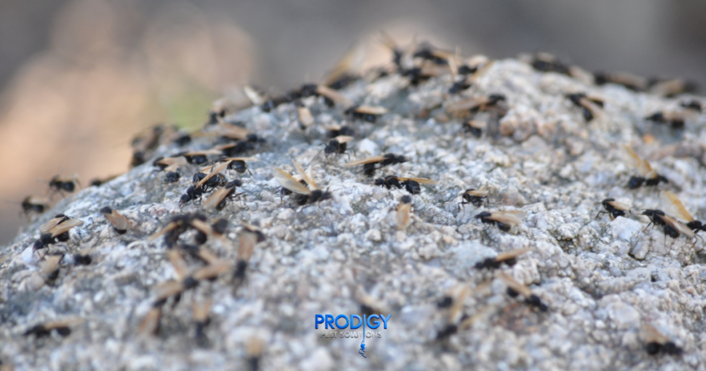 Flying Ants in Florida