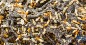 Termites up close prodigy pest solutions