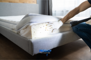 bed bug inspection in Florida