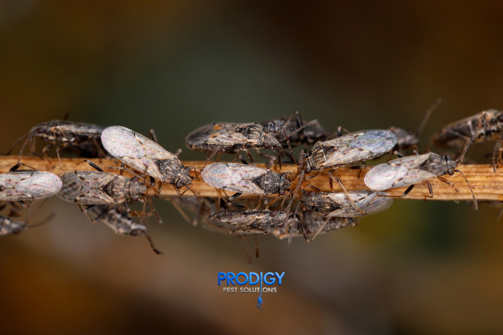 chinch bugs in florida