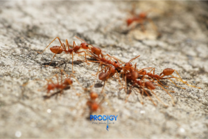 fire ants in florida pest control
