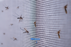 mosquitoes on a lanai screen