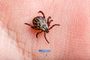 ticks in florida