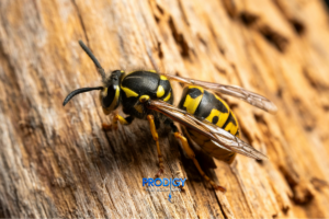 Yellow jacket wasps in Florida