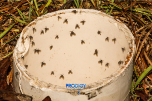 drain flies in florida