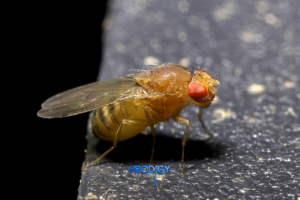 fruit fly pest control