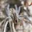 Brown Wolf Spider