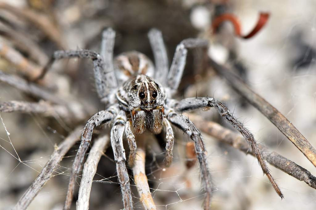 Wolf spider hole in the lawn