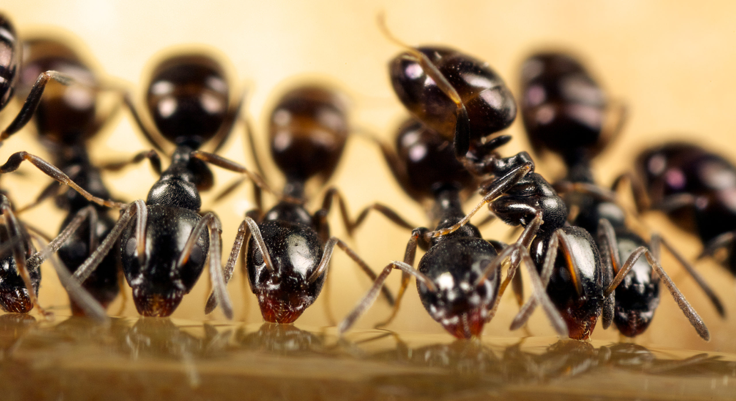 Close up of ants feeding