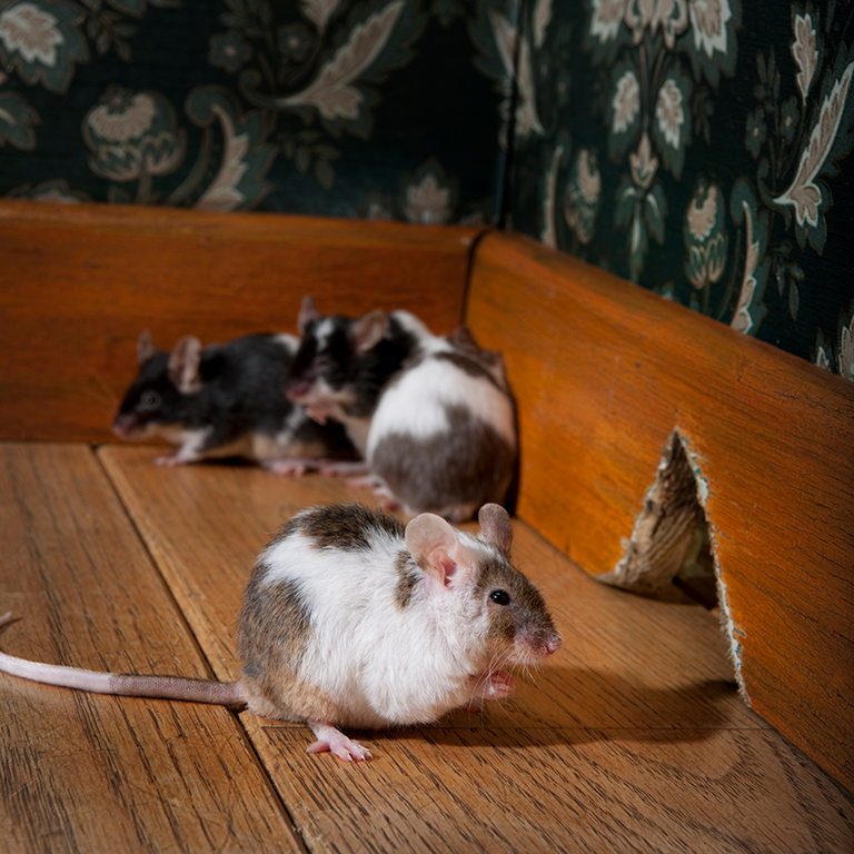 How To Keep Mice Out Of Your Home