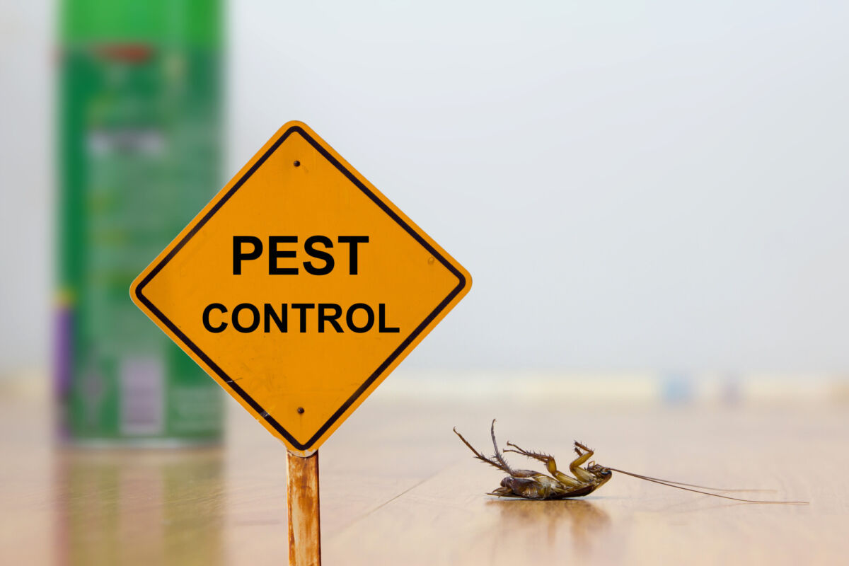 How to Handle Household Pests in Florida Prodigy Pest Solutions