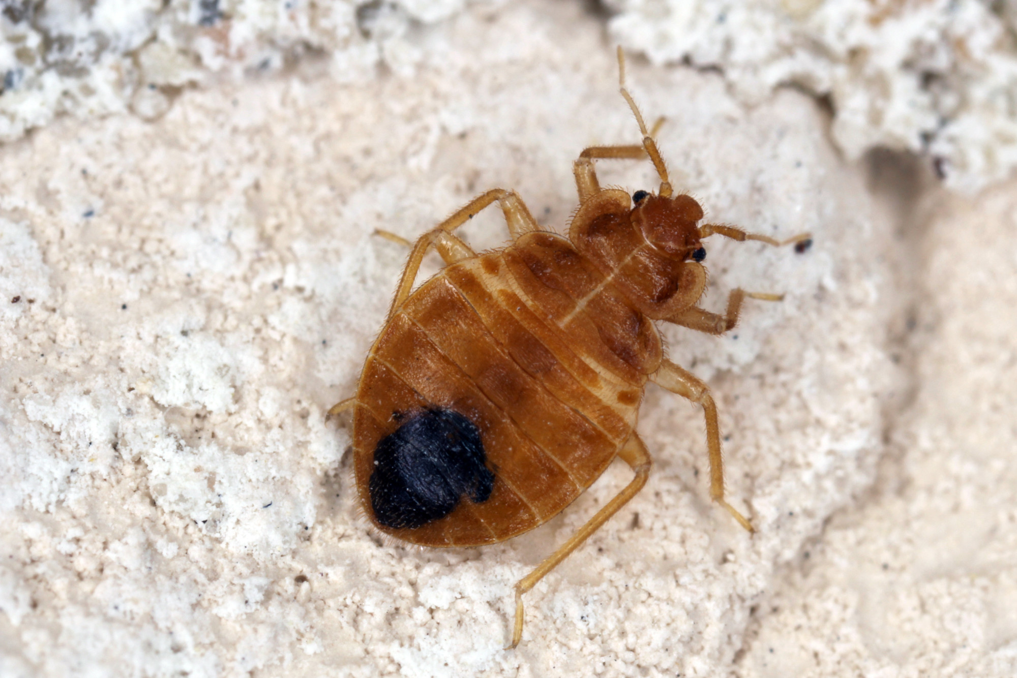 Bed bugs - MD Weaver