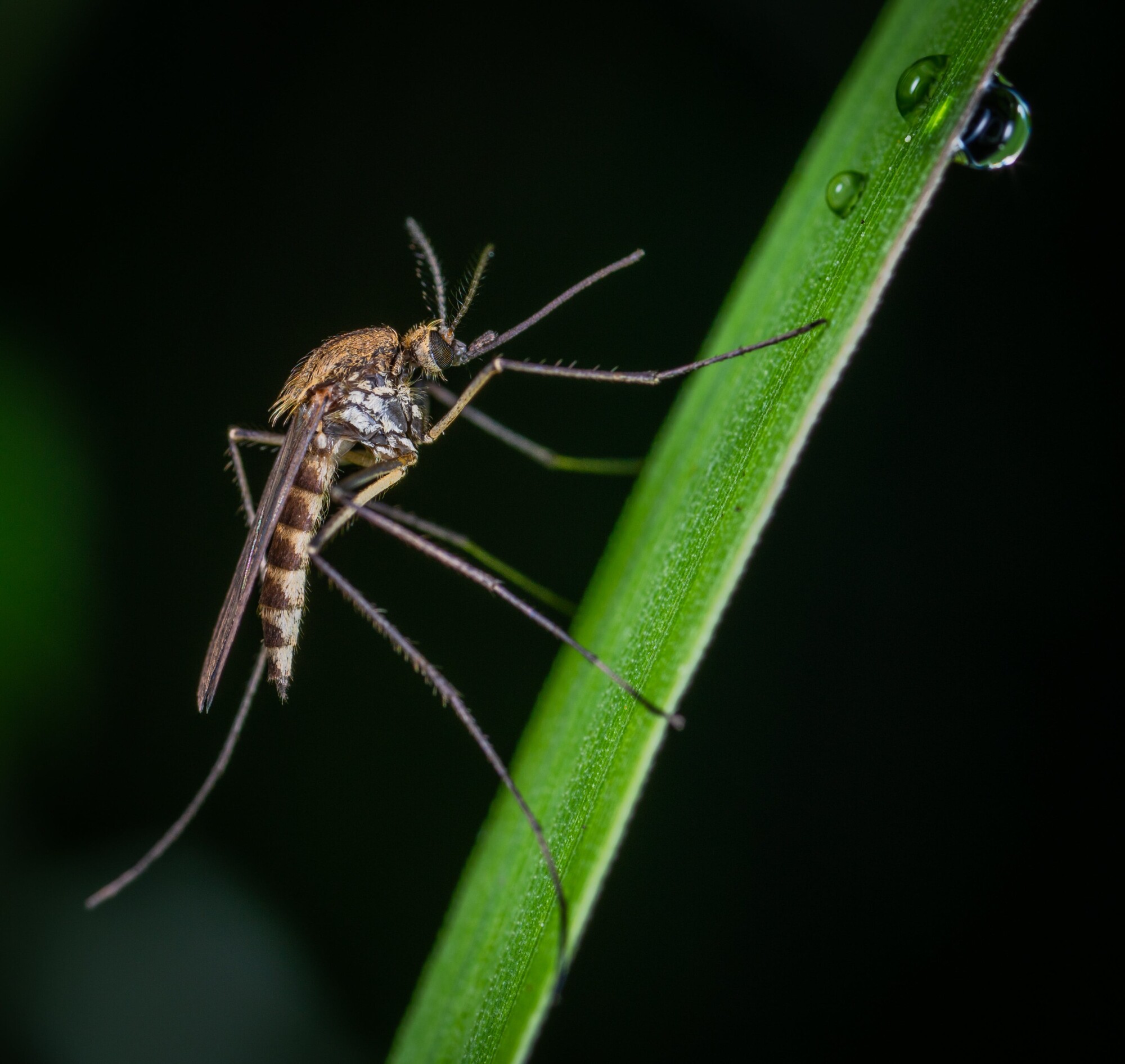 Mosquito nest deals