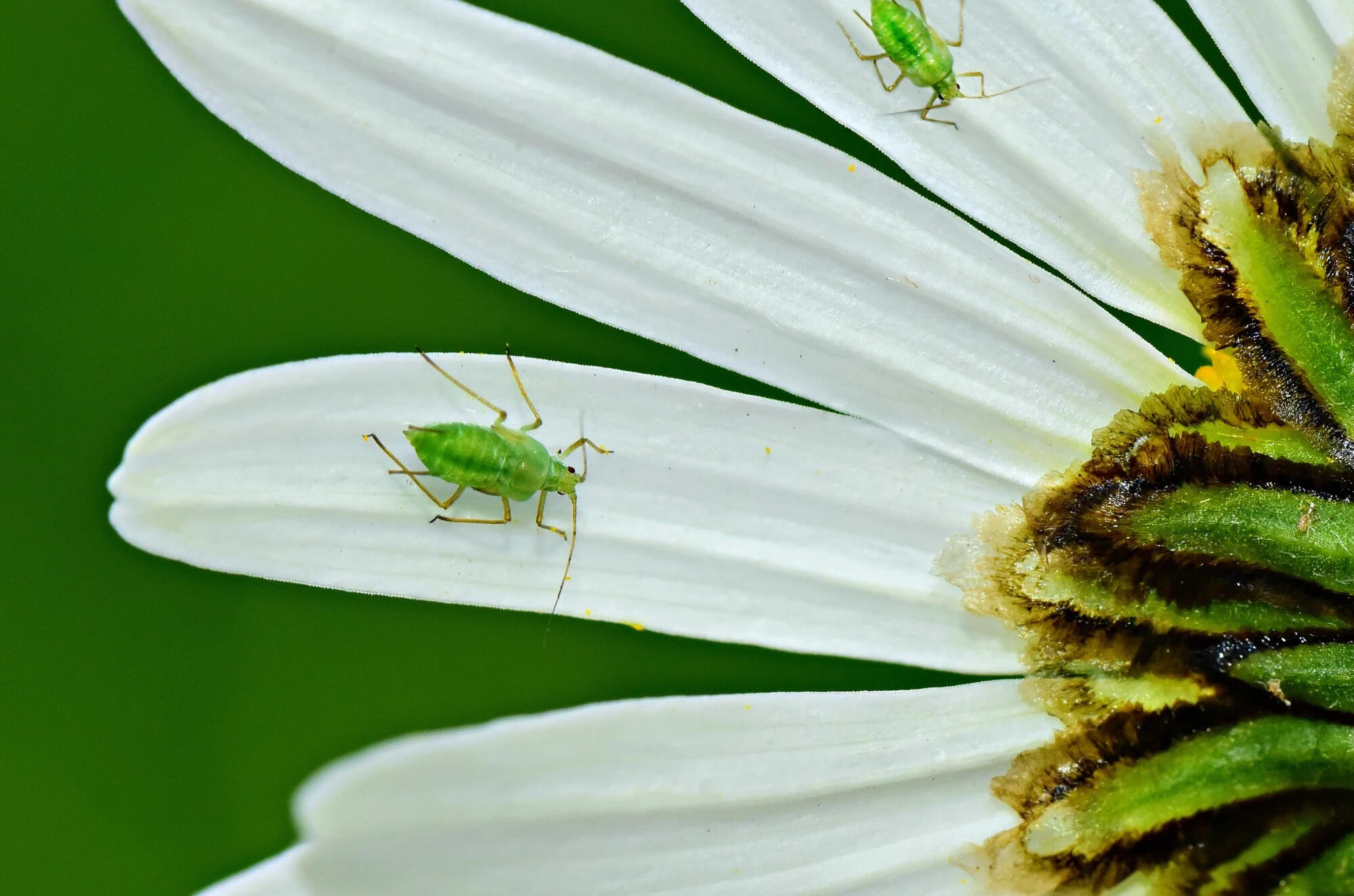 Common Garden Pests in Florida Prodigy Pest Solutions