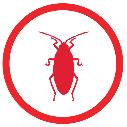 Palmetto Bug Icon