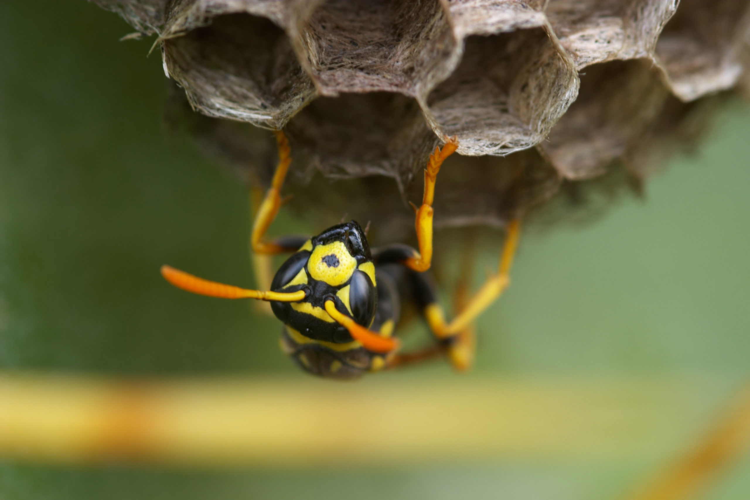 Florida wasp in it's hive
